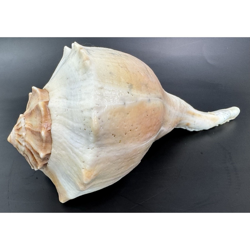 Large 11.5" Natural Lightning Whelk Sea Shell Coastal Beach Nautical Ocean Decor - Picture 4 of 10